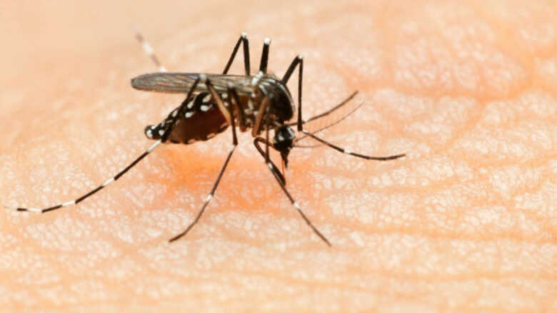 Até o momento 11.125 casos de dengue foram notificados e 2.805 confirmados