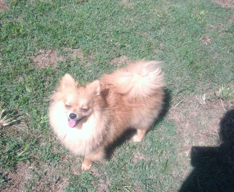 Cadelinha da raça “Lulu da Pomerania ou Spitz Alemão”