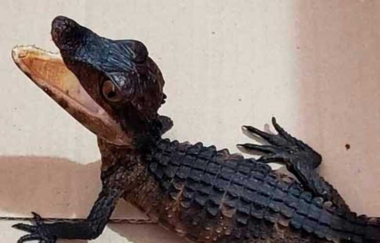 Filhote de jacar&eacute; de aproximadamente dois meses