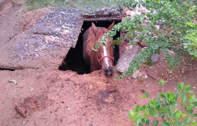 O animal foi retirado do local pelos bombeiros, sem lesões