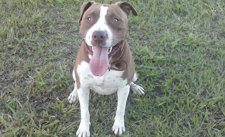 Um cão da raça pitbull estava solto na rua