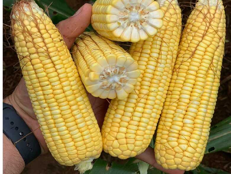 O Brasil consolidou sua rápida ascensão na produção de milho