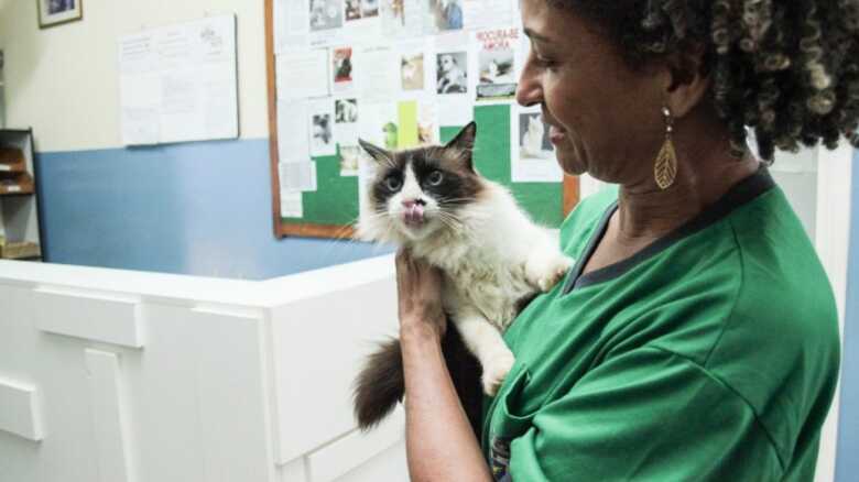 Ao todo, 600 vagas de castração de felinos são disponibilizadas todo dia 20 de cada mês pelo CCZ