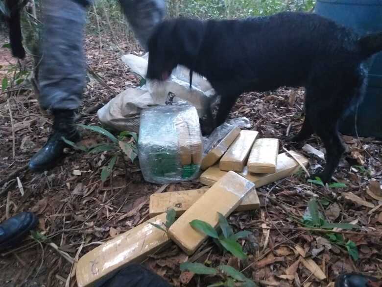 Cães foram utilizados para achar a droga
