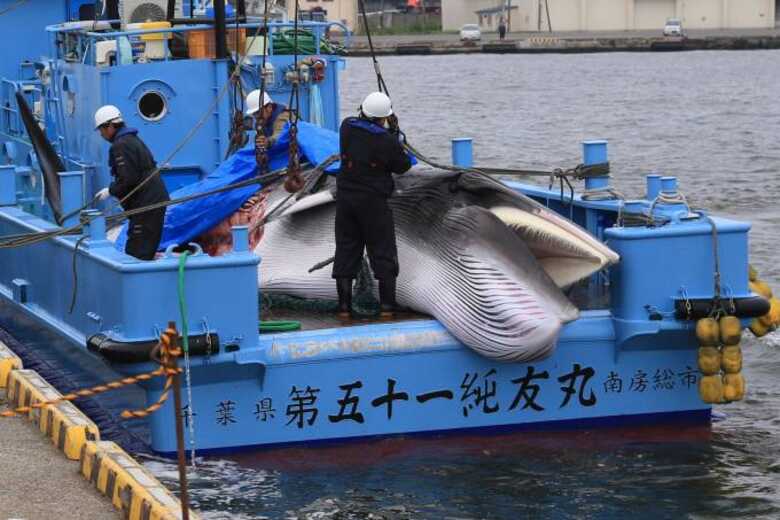 Navios japoneses caçaram com arpão duas baleias em águas japonesas