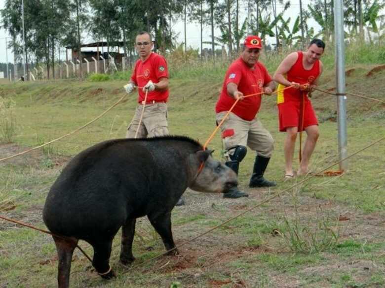 Ap&oacute;s o resgate a anta foi solta em &aacute;rea de mata