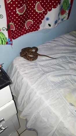 Ataque ocorreu em uma fazenda no município de Lucas do Rio Verde (MT)