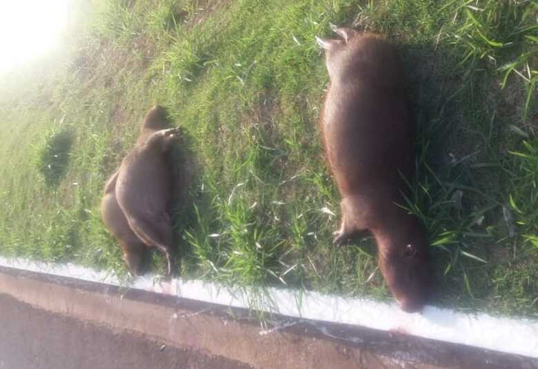 A capivara é um animal mamífero que vive em grupos, e Campo Grande tem uma enorme quantidade dessa espécie