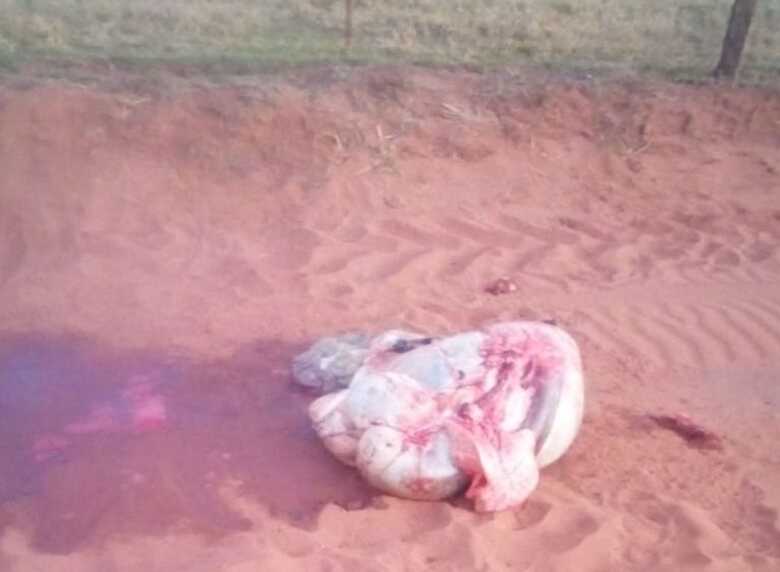 Eles levaram o gado para a estrada, mas deixaram v&iacute;sceras e carca&ccedil;a na fazenda