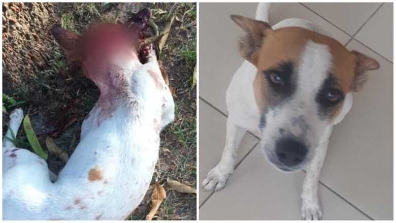 A cadela Nemeria est&aacute; em estado grave, segundo a veterin&aacute;ria que atendeu o animal, ela pode ficar cega