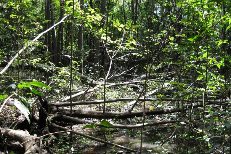 A proposta &eacute; que R$ 400 mil, dos R$ 2,5 bilh&otilde;es, sejam aplicados nos nove estados da Amaz&ocirc;nia Legal