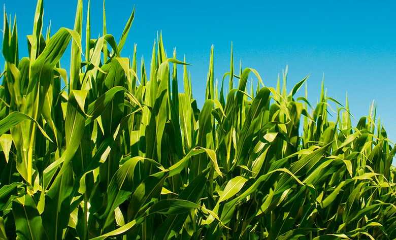 Elevação do volume colhido de milho está relacionada ao ajuste na área plantada