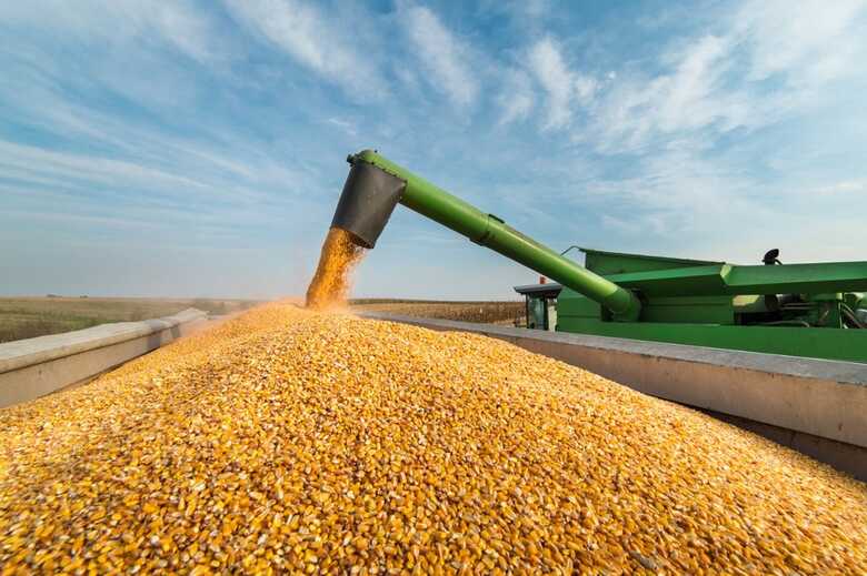 A área colhida de milho alcançou 78,9%, o equivalente a 1,713 milhão de hectares
