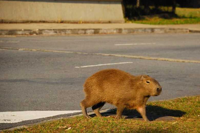 Capivara foi encontrada debilitada com sangramento em várias partes do corpo