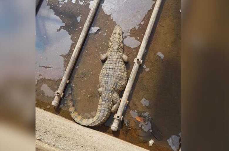 Após o resgate, o animal foi solto na lagoa da Pampulha