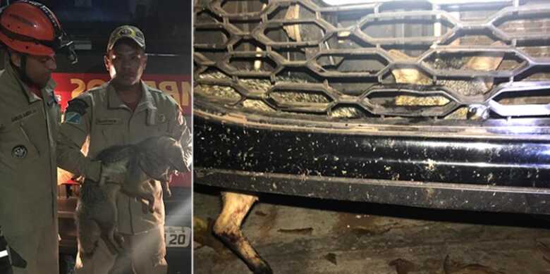 O propriet&aacute;rio do ve&iacute;culo desconfia que o animal pegou carona enquanto passava por Porto Murtinho na BR-262