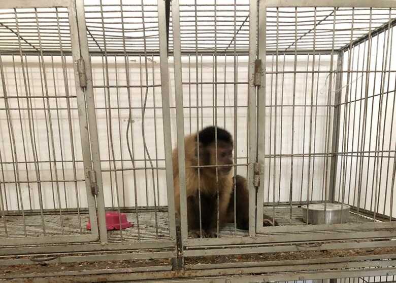 Durante fiscaliza&ccedil;&atilde;o, um macaco-prego foi encontrado no local em condi&ccedil;&otilde;es prec&aacute;rias