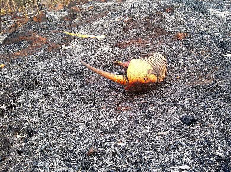 Tatu morto em incêndio