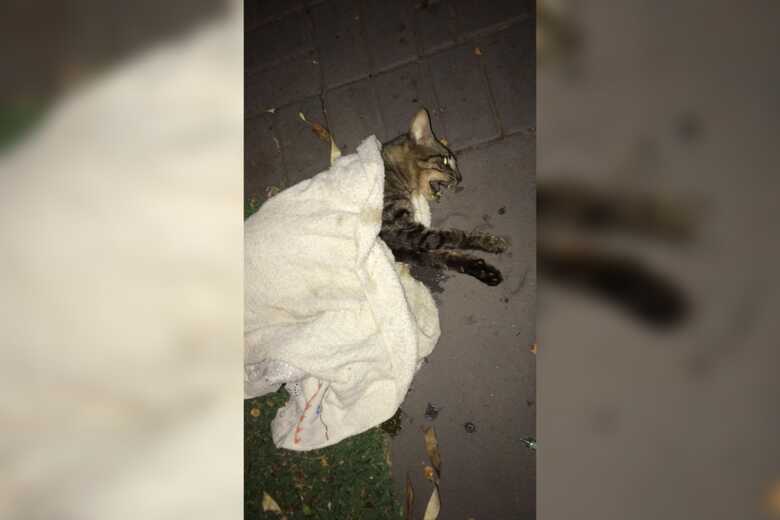 O gato foi encontrado pelos condôminos já no início da noite do último domingo, alguns tentaram ajudar o animal, mas ele não resistiu e morreu