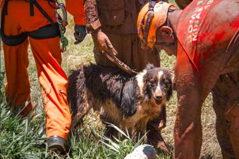 O animal morreu no último sábado (26), aos 5 anos e 2 meses