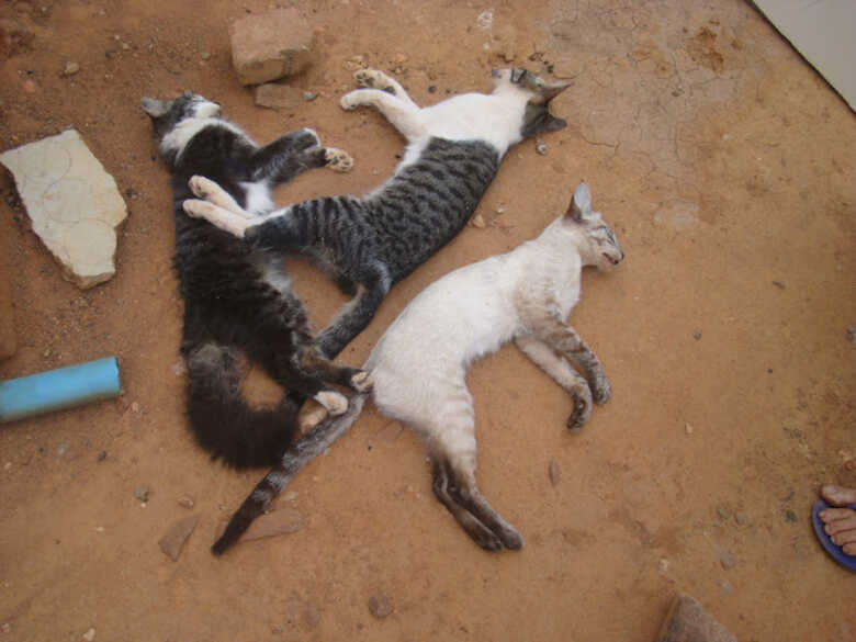 Quatro gatinhos foram mortos pela idosa