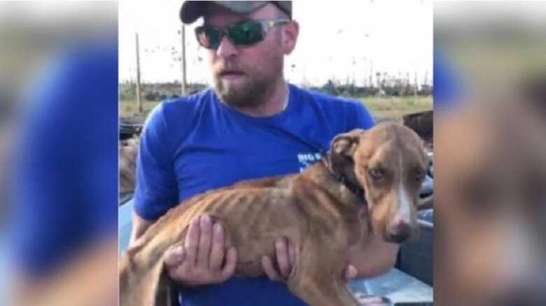 Cão foi nomeado como Miracle por voluntários do Big Dog Ranch Rescue