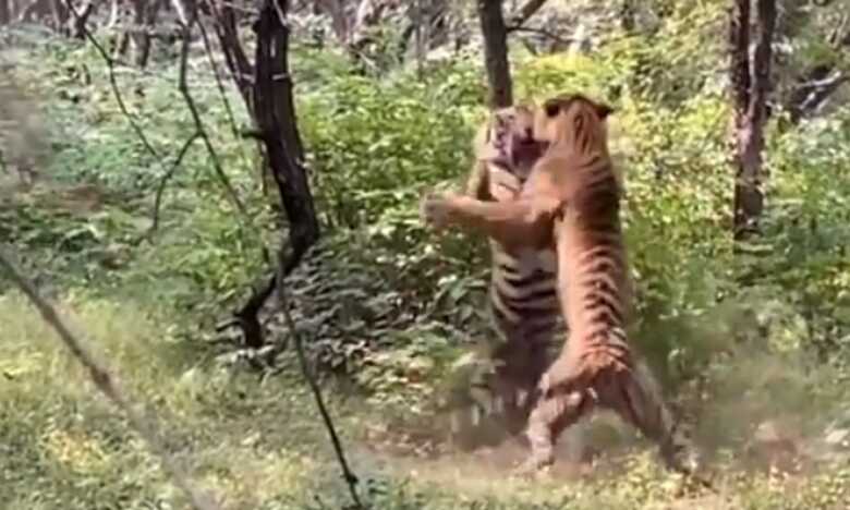 Os dois tigres, de pé nas patas traseiras, aplicam fortes golpes um ao outro