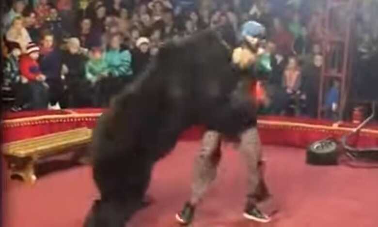 Urso ataca treinador em circo na Rússia