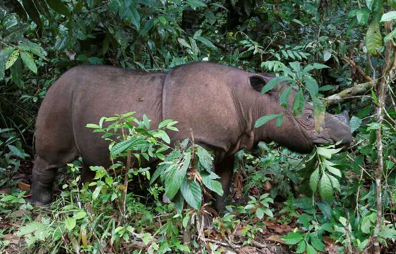 Rinoceronte-de-Sumatra