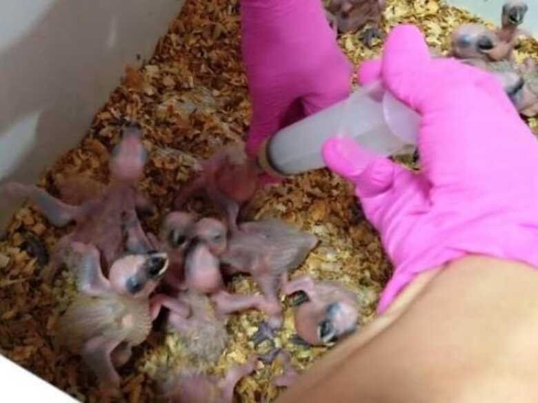 As aves foram levadas para o Centro de Reabilitação de Animais Silvestres (CRAS)