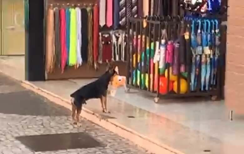 Imagens do cão no momento do "furto"