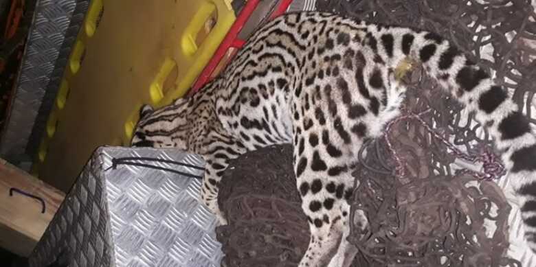 Jaguatirica encontrada morta em Corumbá