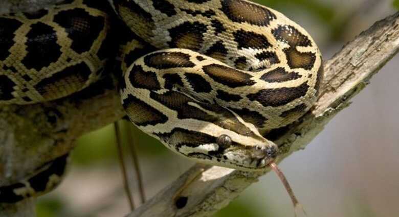 Cobra encontrada enrolada no pescoço da vítima que tem mais 139 cobras