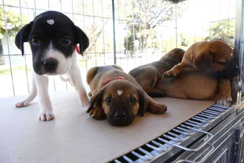 Animais só devem ser adquiridos após reflexão sobre a responsabilidade sobre eles