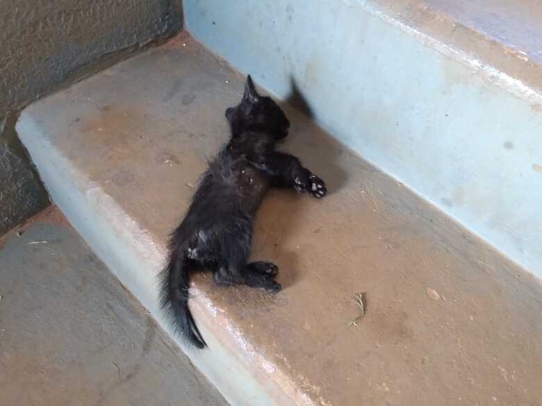 O filhote estava com vários ferimentos pelo corpo