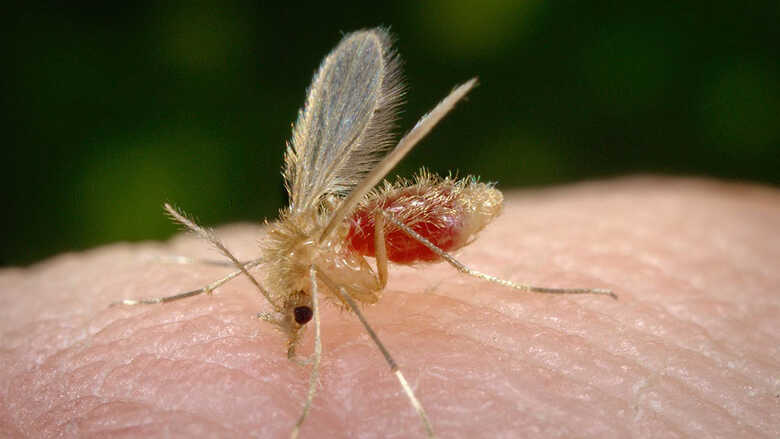 A Leishmaniose Visceral é transmitida por meio da picada de insetos conhecidos popularmente como mosquito palha