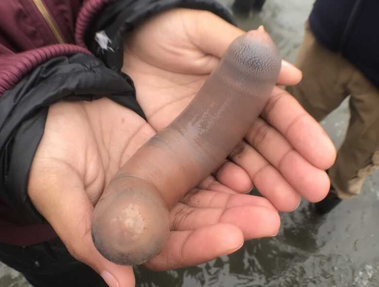 Nome científico do peixe-pênis é Urechis caupo