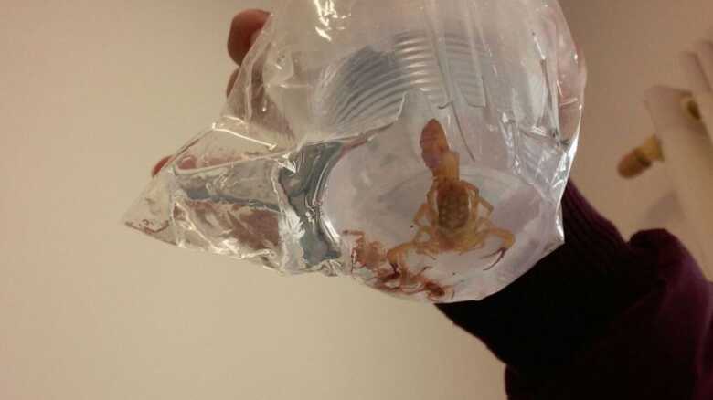 Calor e chuvas constantes aumentam infesta&ccedil;&atilde;o de escorpi&otilde;es