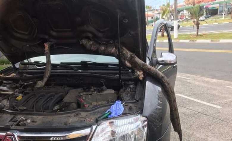 O animal ficou preso em um vão entre o motor e o capô