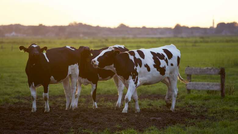 O programa terá metodologia da assistência para a bovinocultura