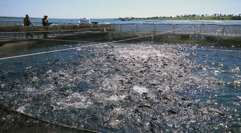 Volume de exportação de peixes subiu 32% no último ano