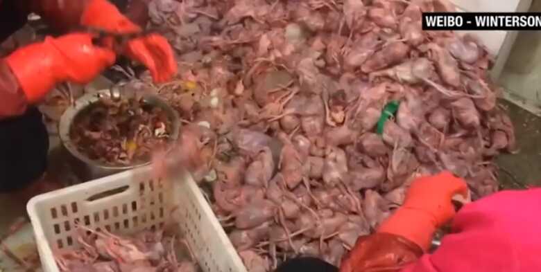 Aves selvagens, roedores, cobras e até porcos-espinhos permaneceram em gaiolas para serem vendidas em um mercado em Wuhan