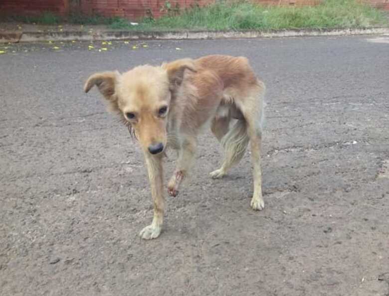 Coragem perambulava pelas ruas sem metade da pata dianteira