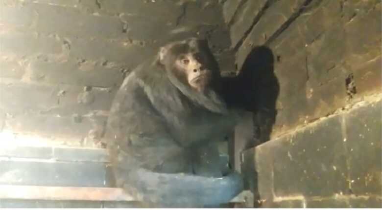 O animal encontrado era um macaco macho da espécie Bugio