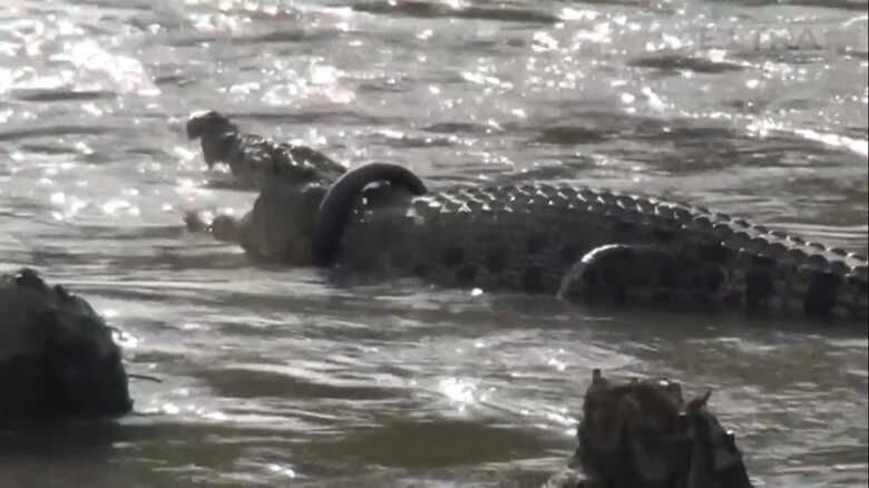 Crocodilo vive no rio Palu na Indonésia