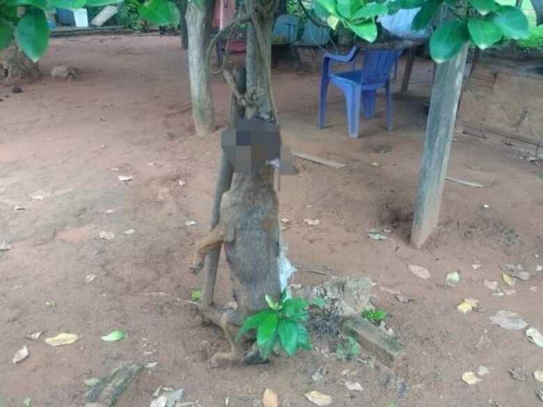 Iraceno assumiu que havia pendurado a cadela pelo pesco&ccedil;o na &aacute;rvore e, depois teria golpeado a cabe&ccedil;a do animal