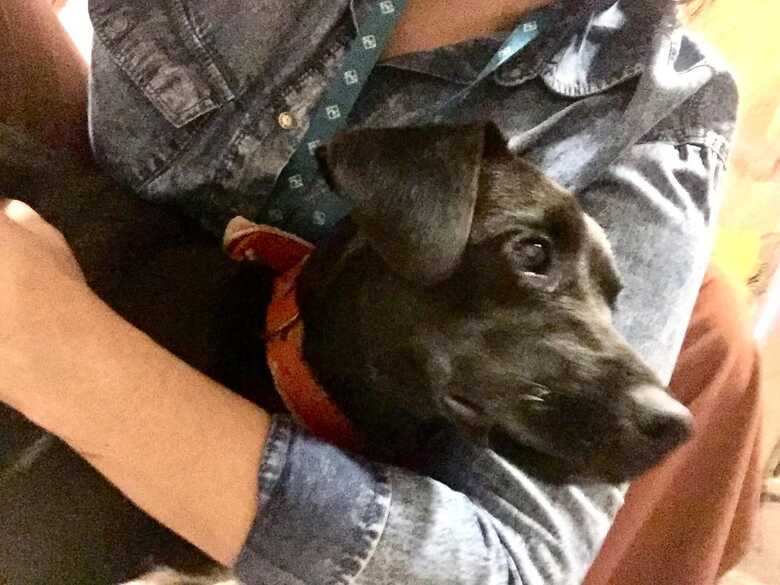 O cachorro pode ter fugido de casa na segunda-feira