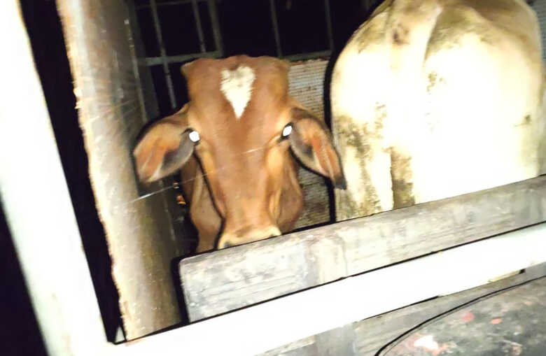 Os quatro bovinos eram transportados sem documentação