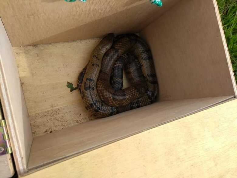 A cobra encontrada mede cerca de 1,5 metro