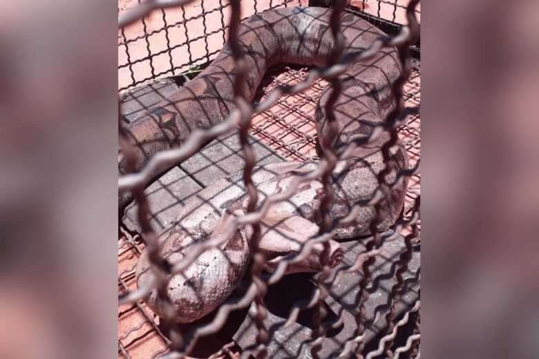 PMA soltou os animais em seu habitat natural